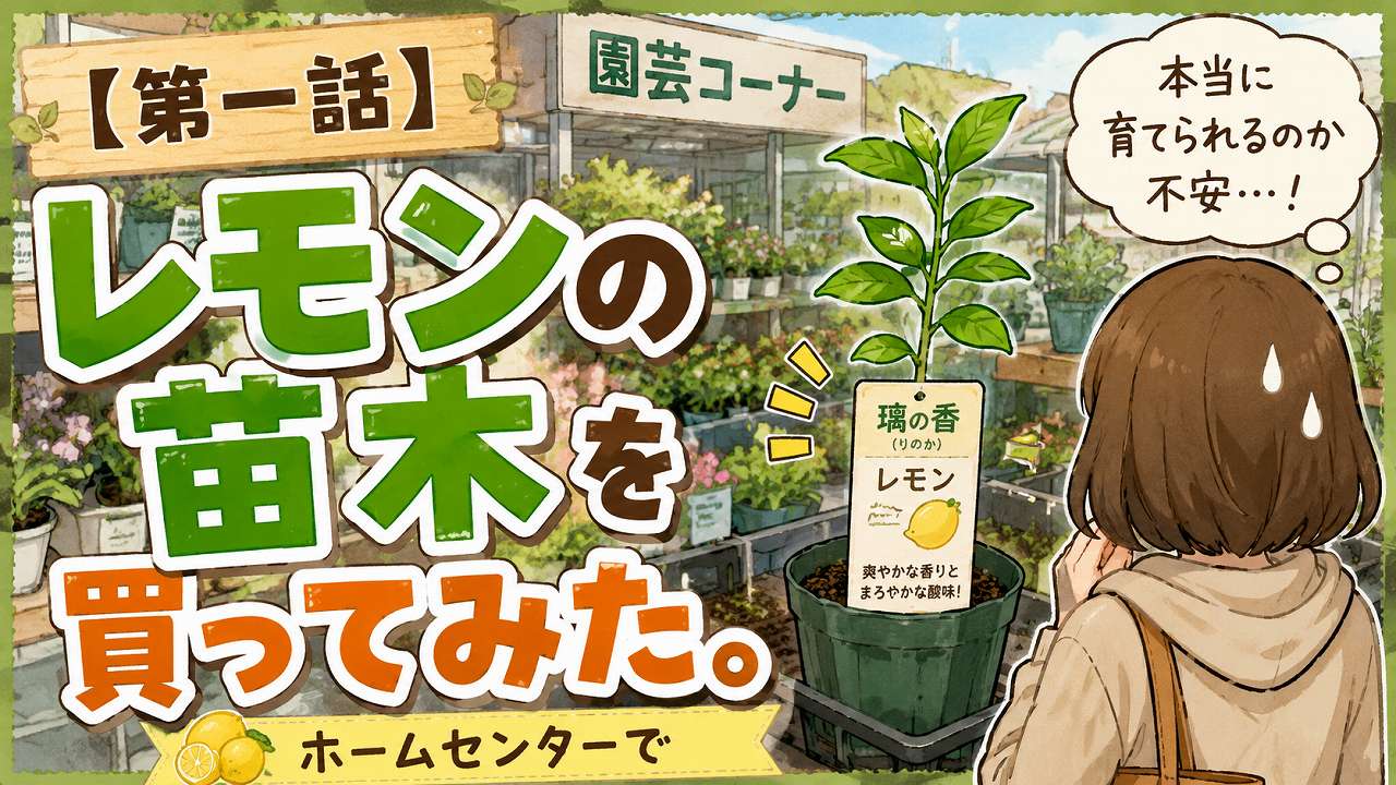 第一話】レモンの苗木を買ってみた。 | 園芸初心者が、鉢で果樹栽培を