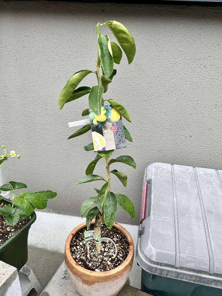 レモンの苗木を買ってみた。