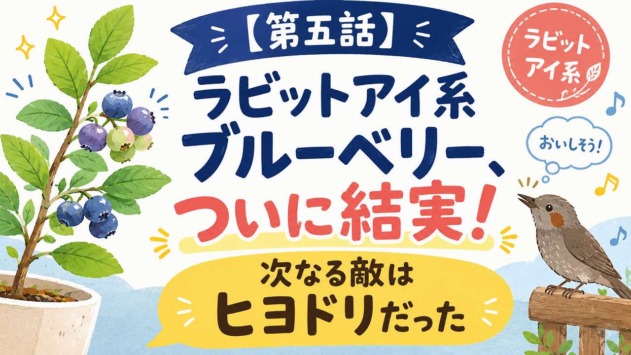 ラビットアイ系ブルーベリー、ついに結実｜次なる敵はヒヨドリだった