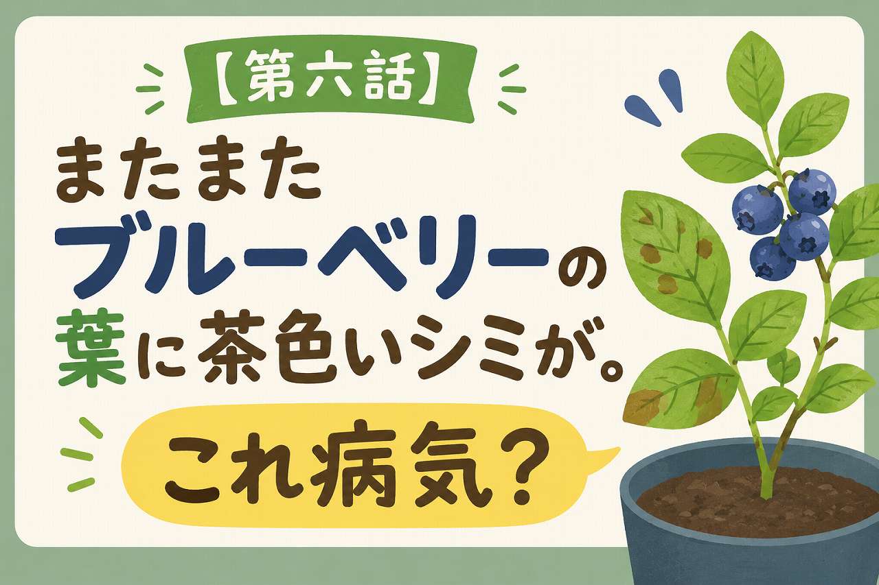 またまたブルーベリーの葉に茶色いシミが。これ病気？