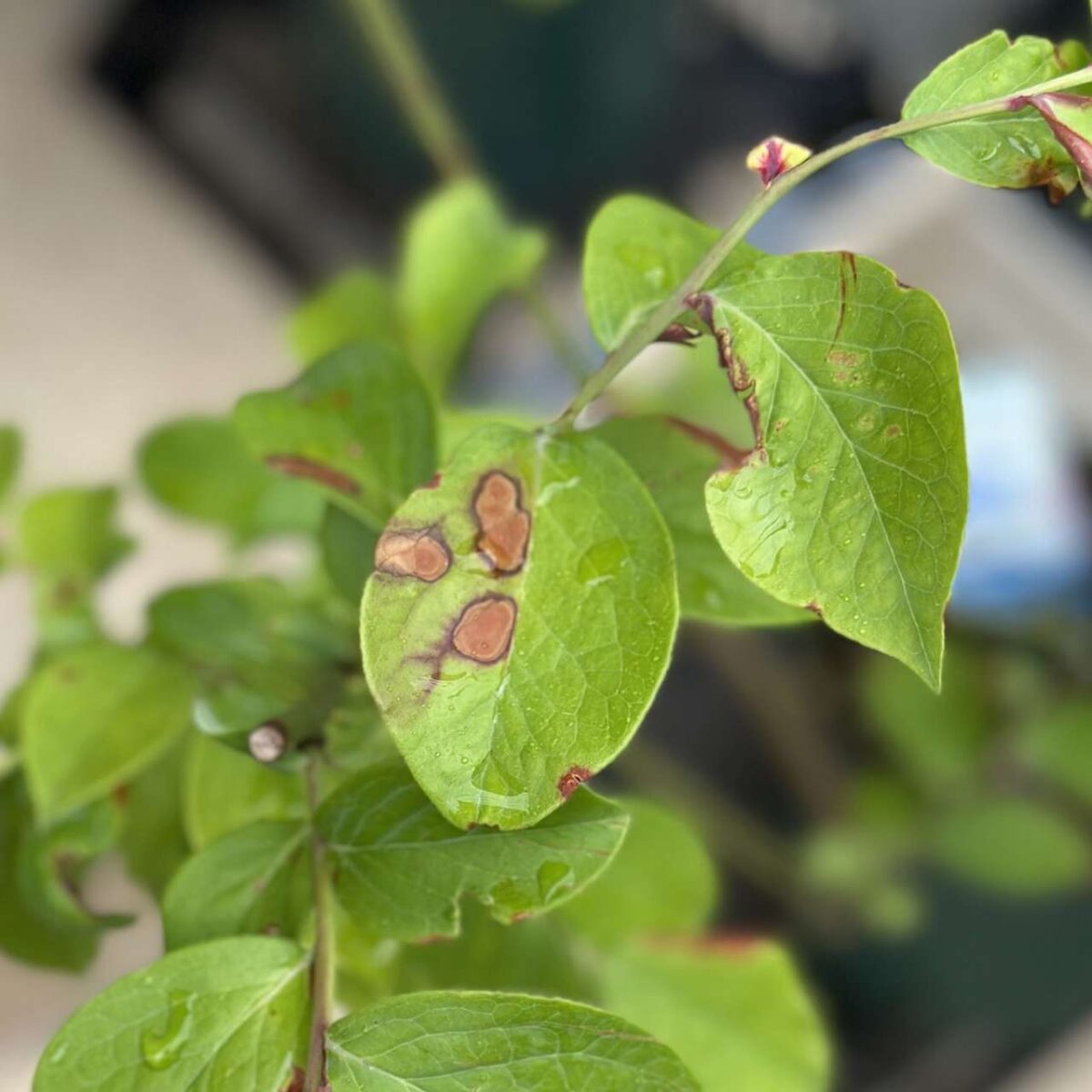 またまたブルーベリーの葉に茶色いシミが。これ病気？
