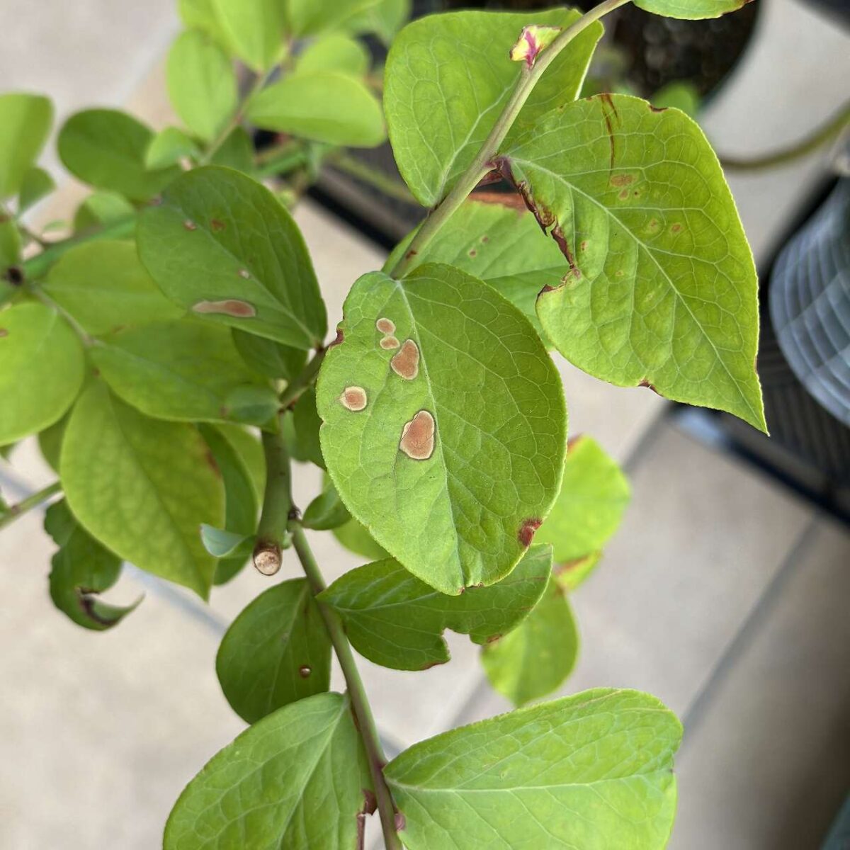 またまたブルーベリーの葉に茶色いシミが。これ病気？