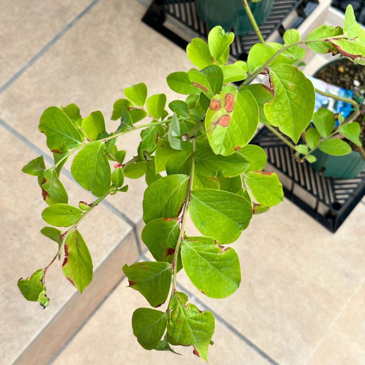またまたブルーベリーの葉に茶色いシミが。これ病気？