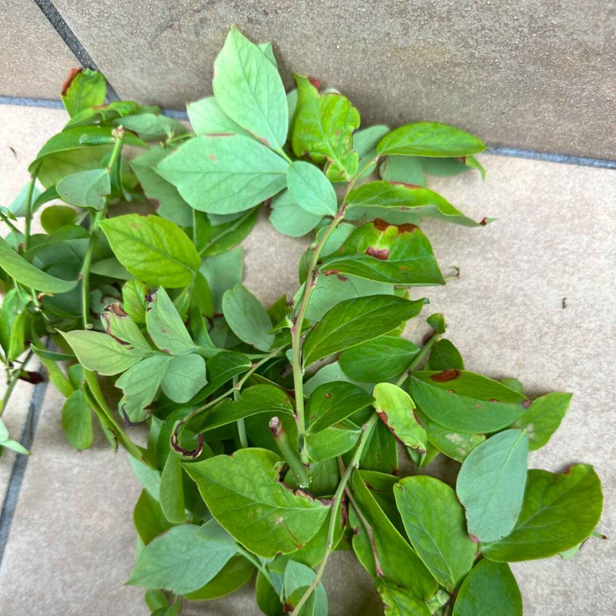 またまたブルーベリーの葉に茶色いシミが。これ病気？