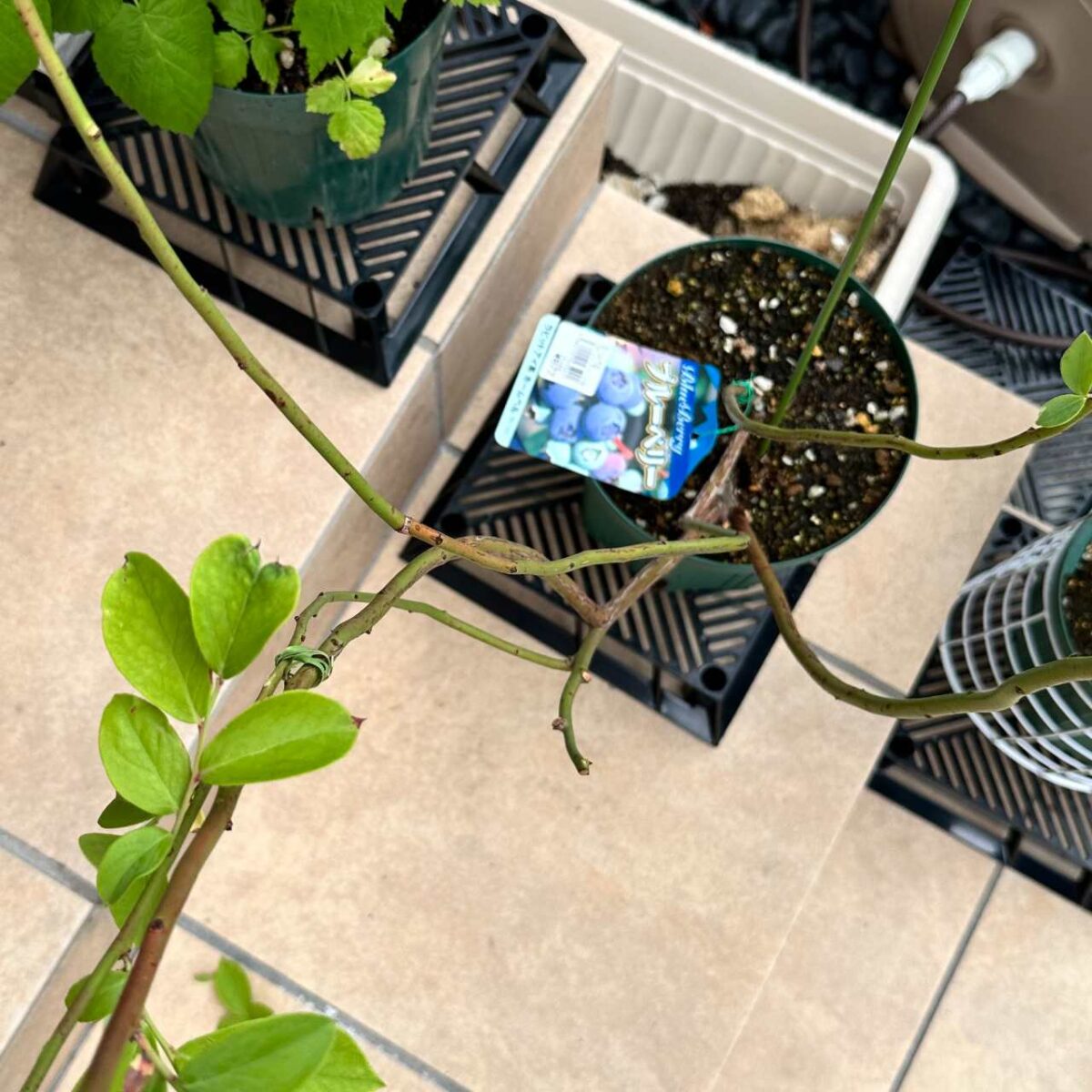 またまたブルーベリーの葉に茶色いシミが。これ病気？