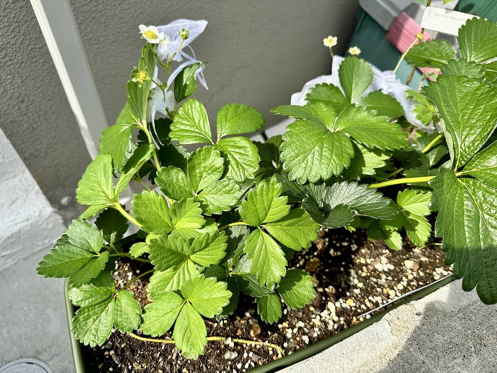 いちごの葉が多すぎる問題。葉かきしていく。