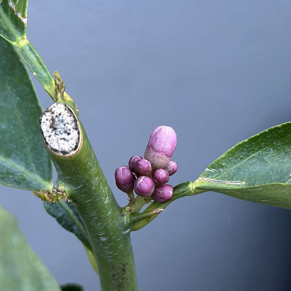 レモンに花芽！？5週間無反応だった苗木がついに動き始めた！！