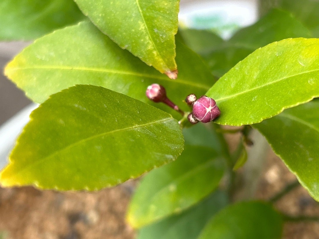 レモンの枝に赤い芽が出つつある！！？