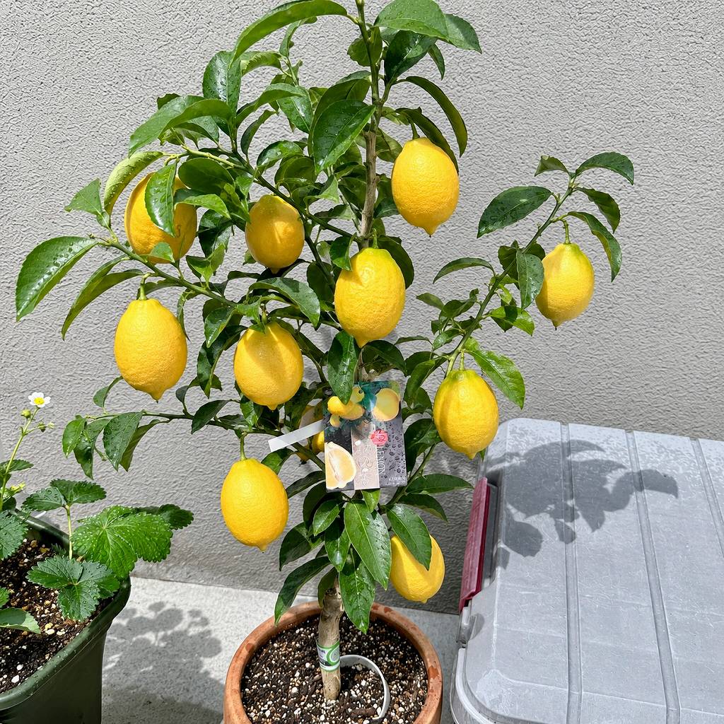 レモンに花芽！？5週間無反応だった苗木がついに動いた！！