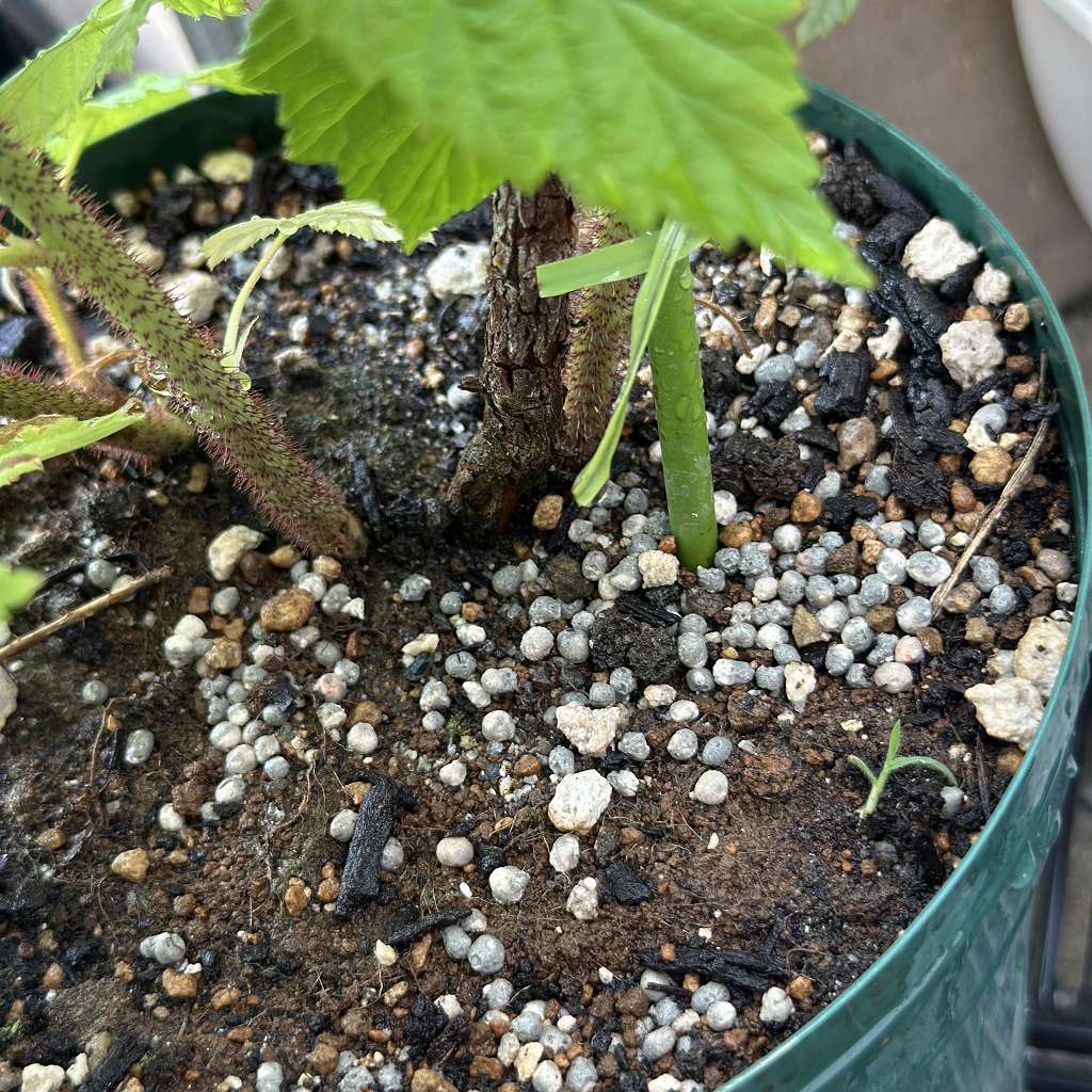 ラズベリーの葉が黄緑色に？鉢植え栽培で起きた肥料不足疑惑を徹底調査