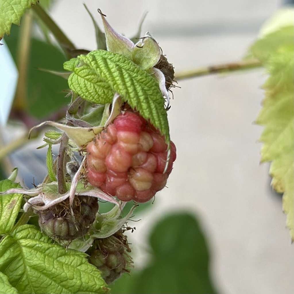 ラズベリーの葉が黄緑色に？鉢植え栽培で起きた肥料不足疑惑を徹底調査