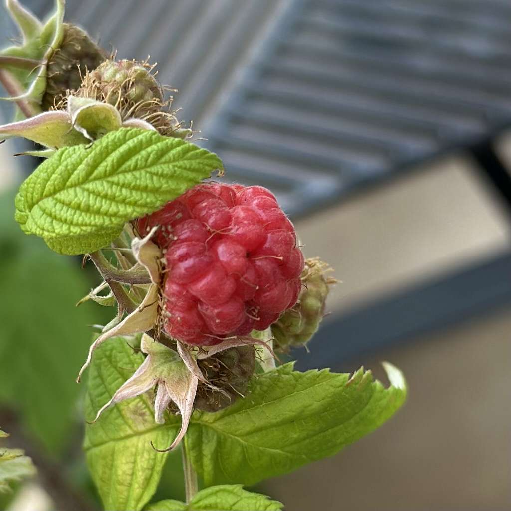 ラズベリーの葉が黄緑色に？鉢植え栽培で起きた肥料不足疑惑を徹底調査