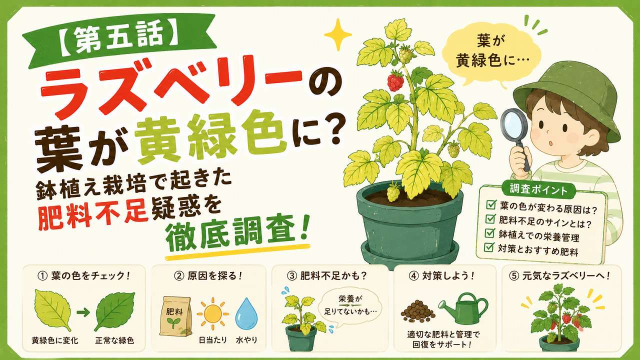 ラズベリーの葉が黄緑色に？鉢植え栽培で起きた肥料不足疑惑を徹底調査