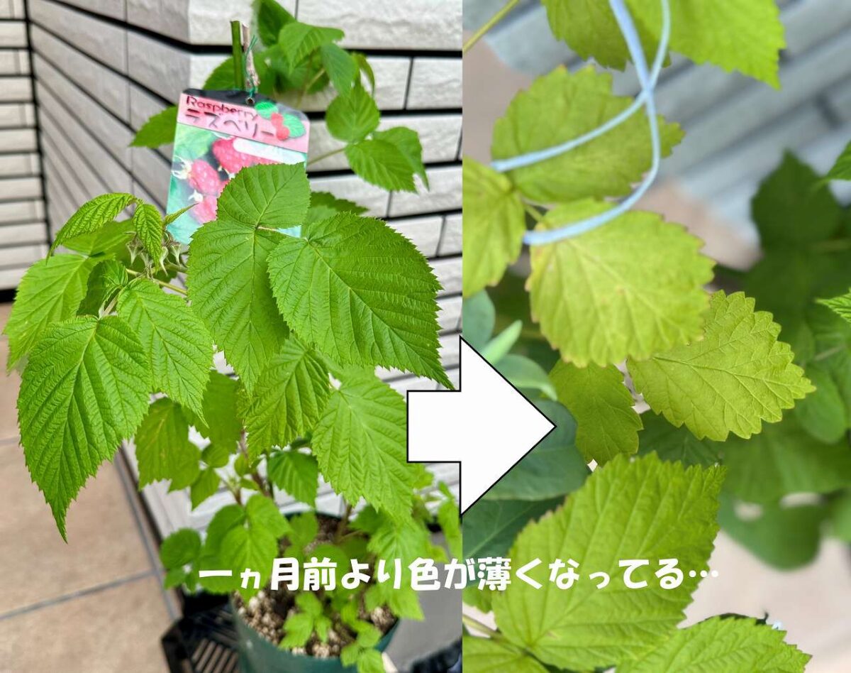 え、これ。ラズベリーの葉っぱ、じゃない？