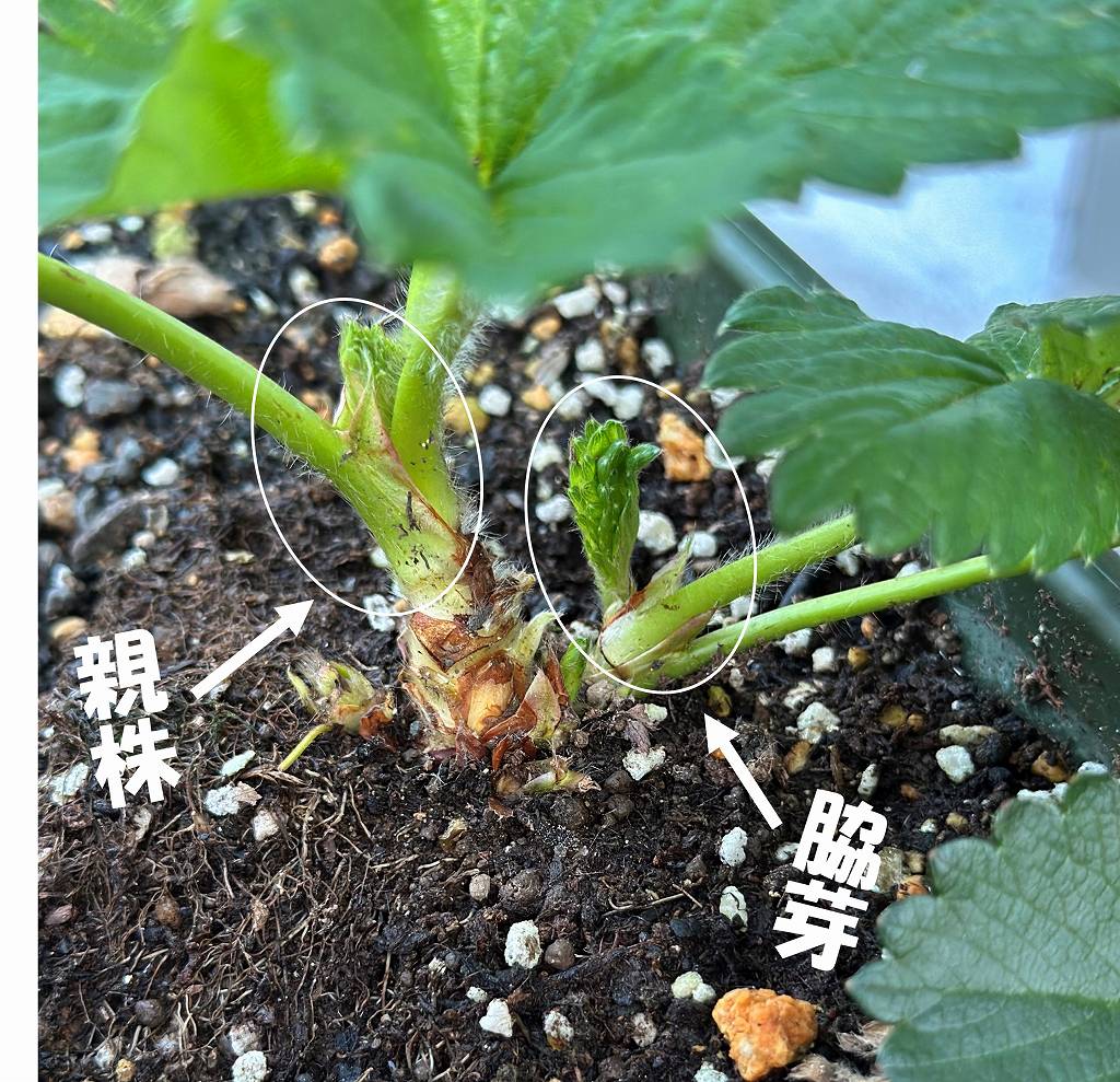 いちごの葉が多すぎる問題。芽かきする→し過ぎた。