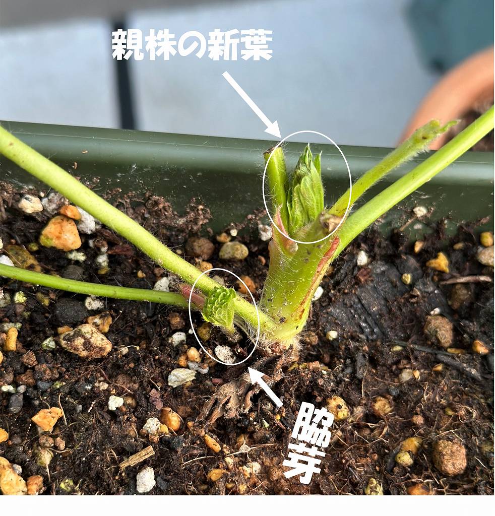 いちごの葉が多すぎる問題。芽かきする→し過ぎた。