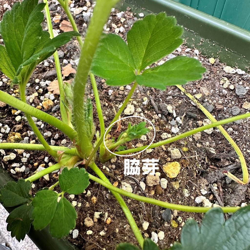 いちごの葉が多すぎる問題。芽かきする→し過ぎた。
