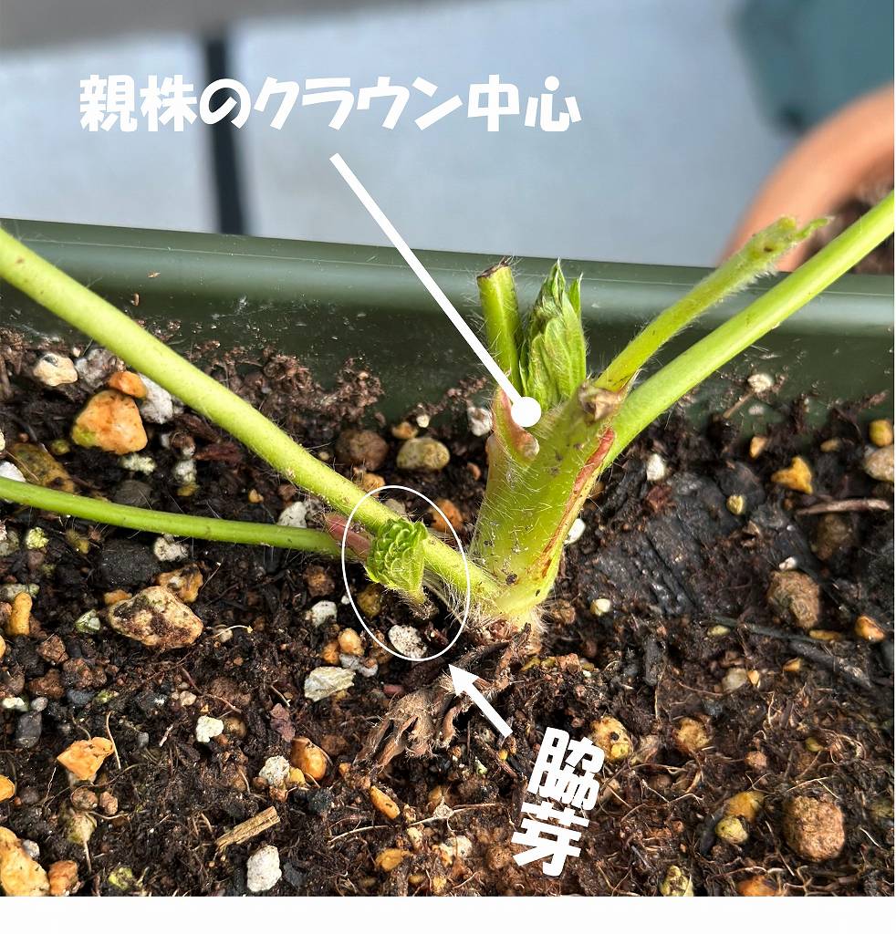 いちごの葉が多すぎる問題。芽かきする→し過ぎた。
