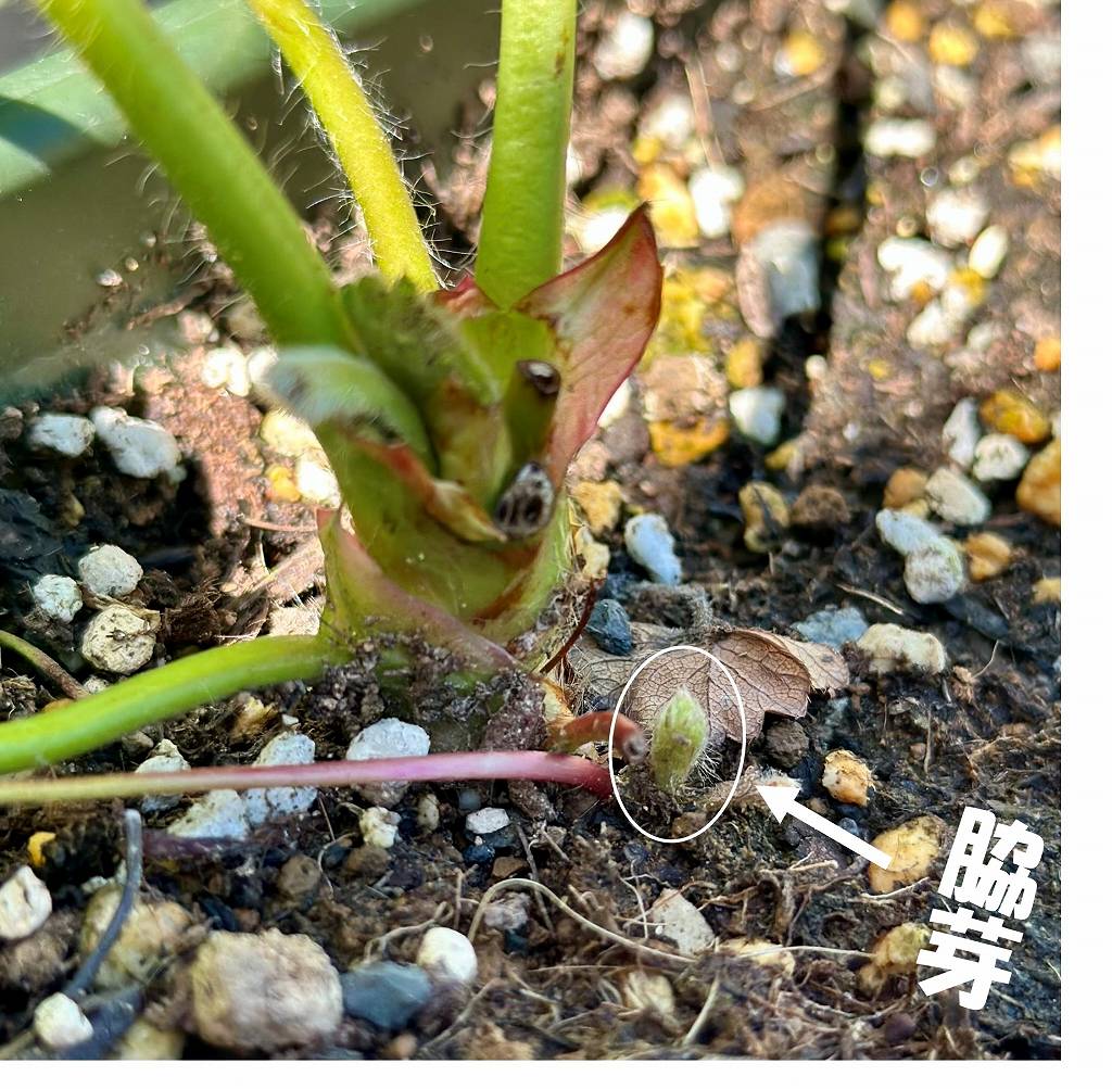 いちごの「葉かき」と「芽かき」の違いとは？初心者が盛大に伐採した結果
