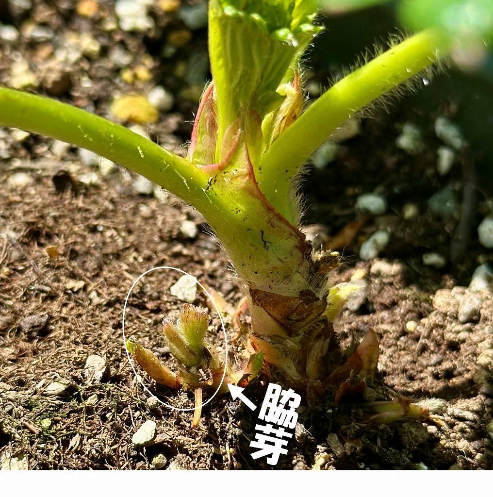 いちごの「葉かき」と「芽かき」の違いとは？初心者が盛大に伐採した結果