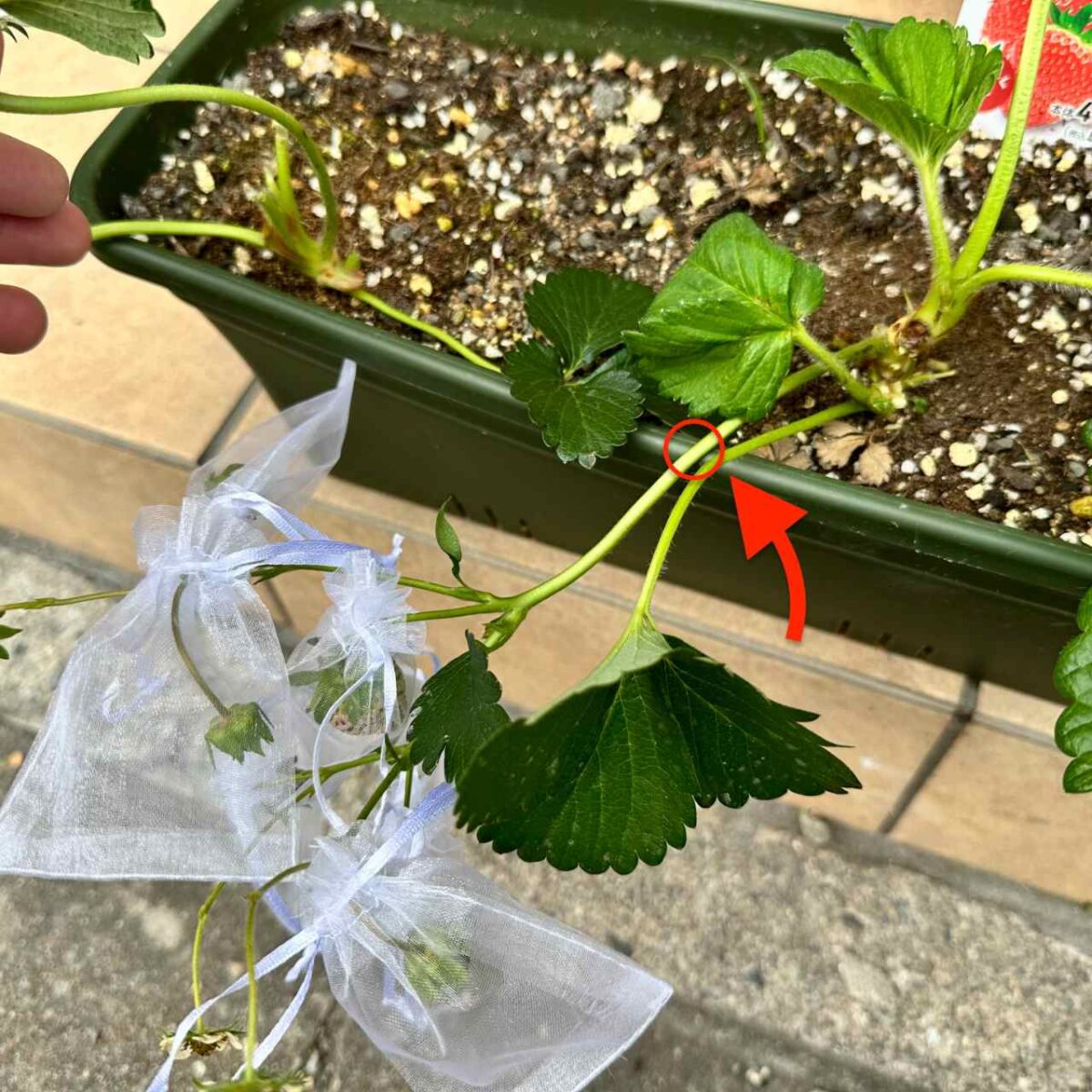 速報！完熟を知らずに終わった、いちご一号の生涯