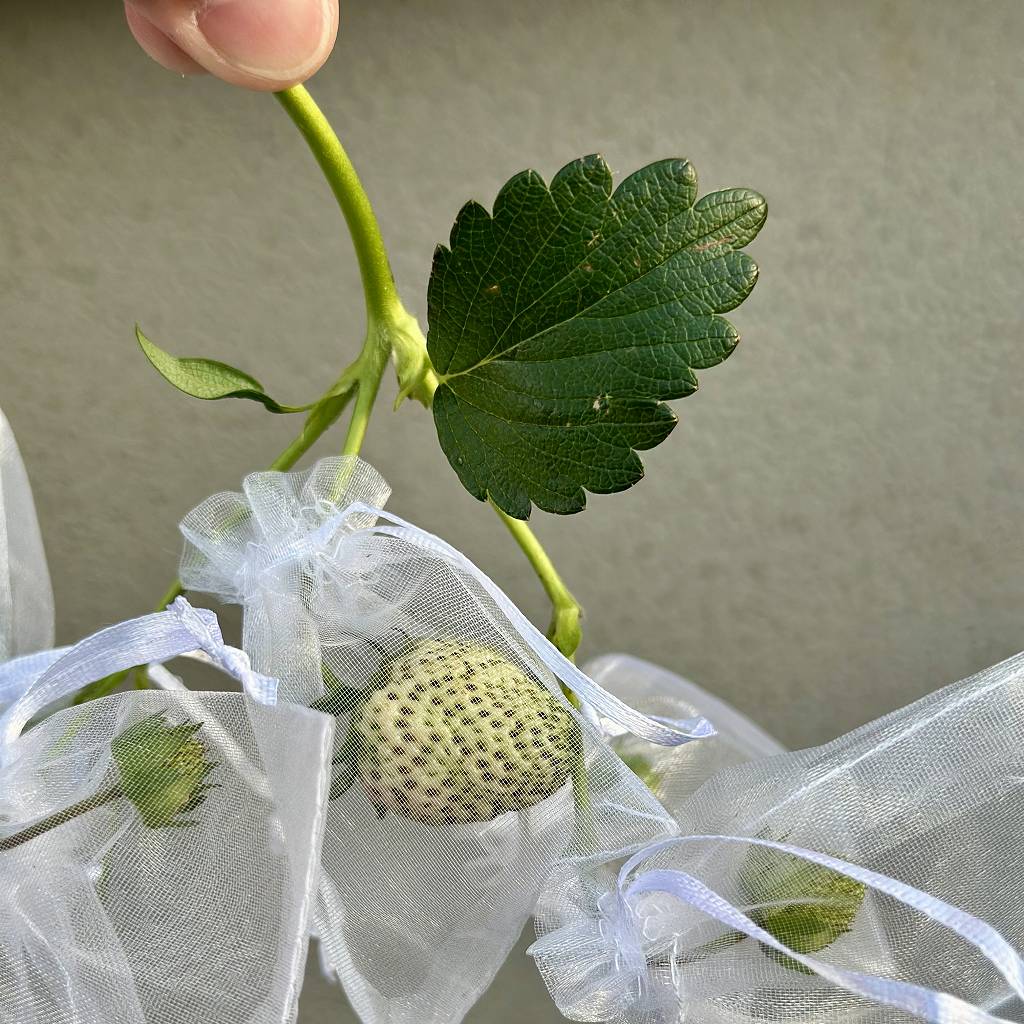 速報！完熟を知らずに終わった、いちご一号の生涯