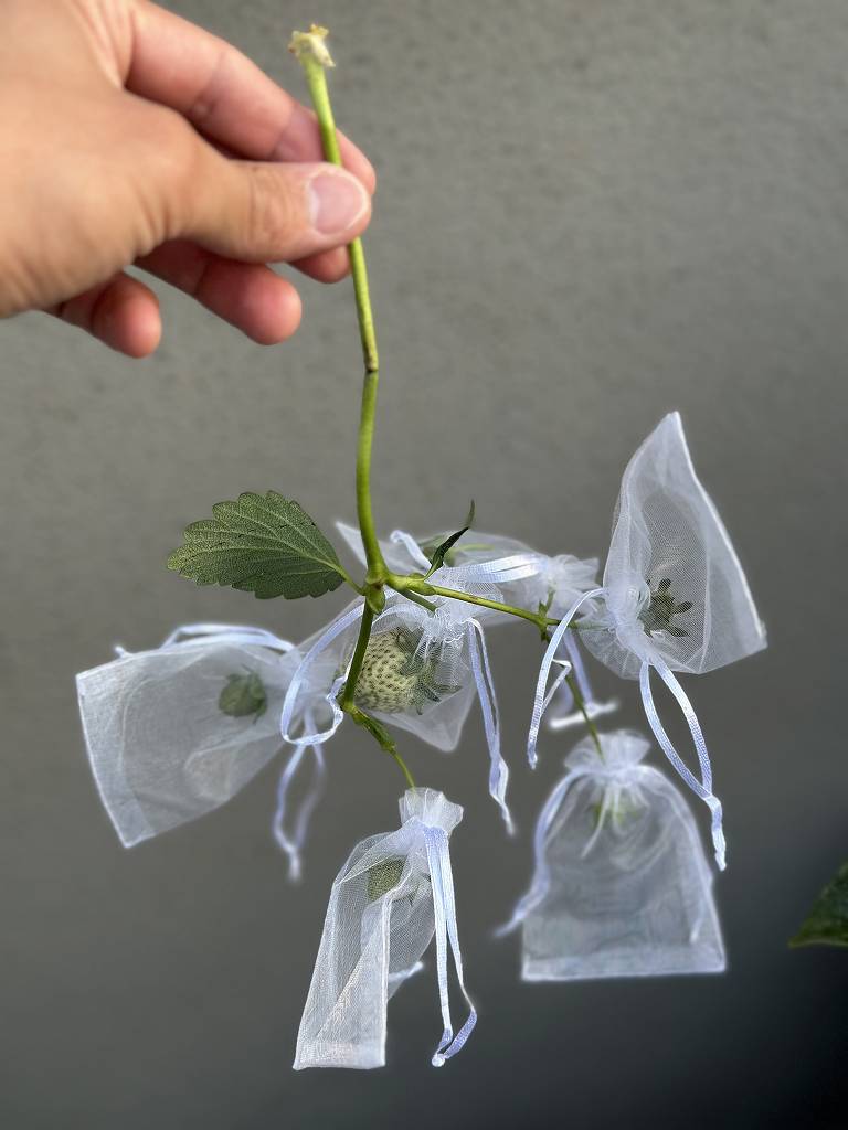 速報！完熟を知らずに終わった、いちご一号の生涯