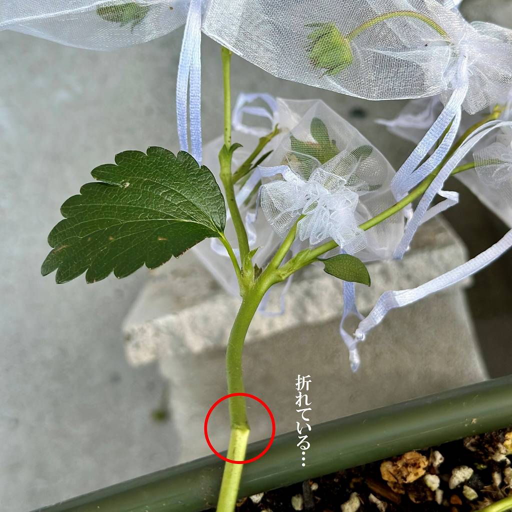 速報！完熟を知らずに終わった、いちご一号の生涯