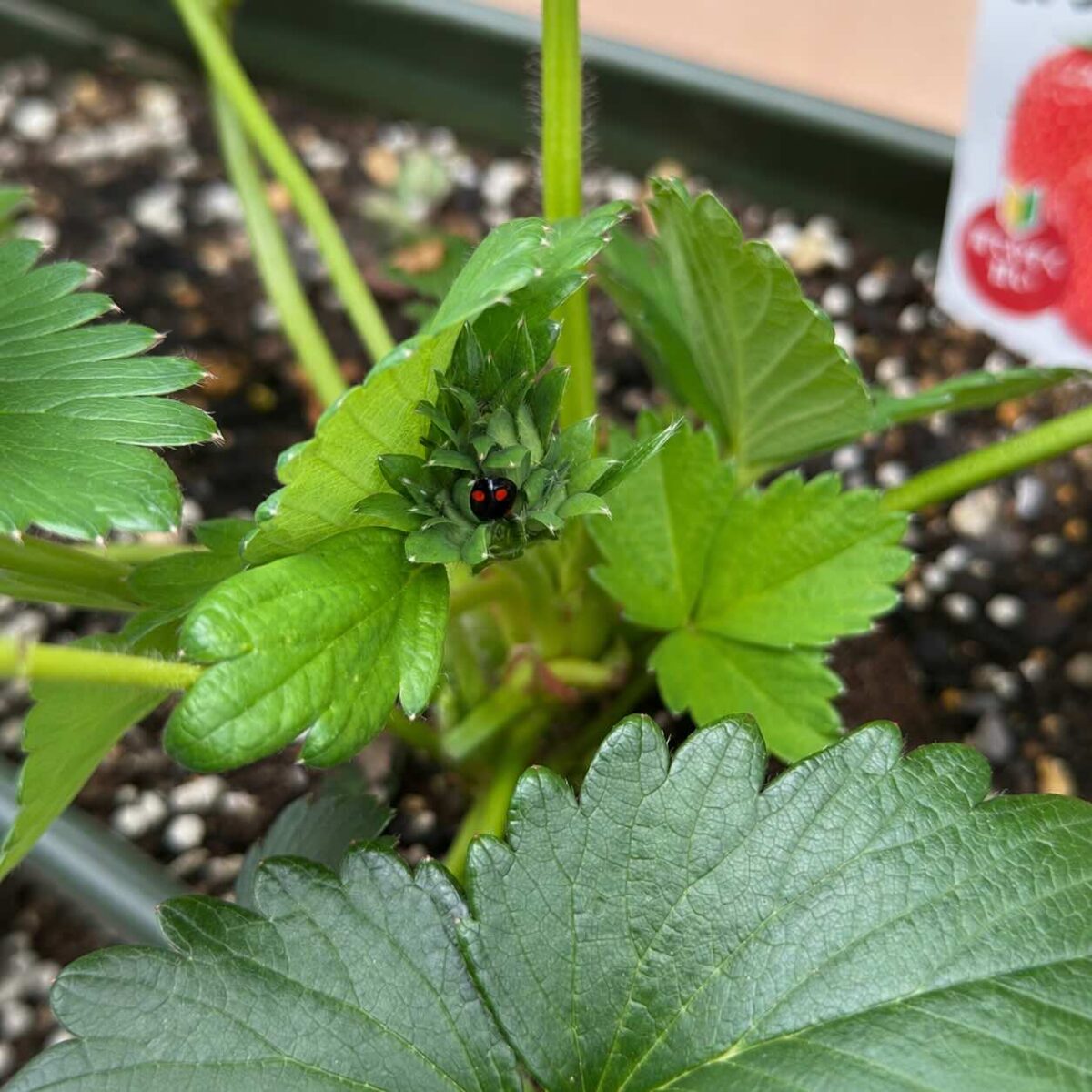 てんとう虫