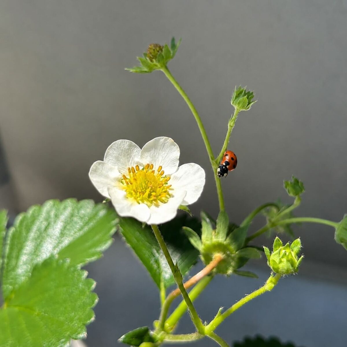てんとう虫