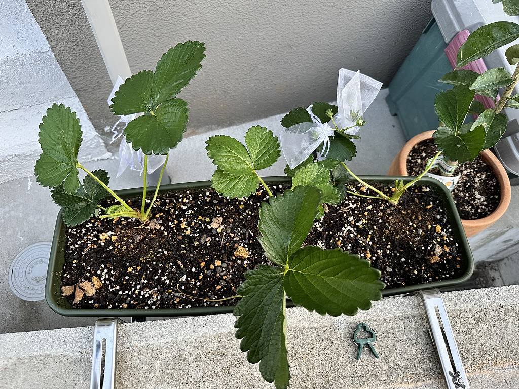 いちごの葉が多すぎる問題。芽かきしていく。
