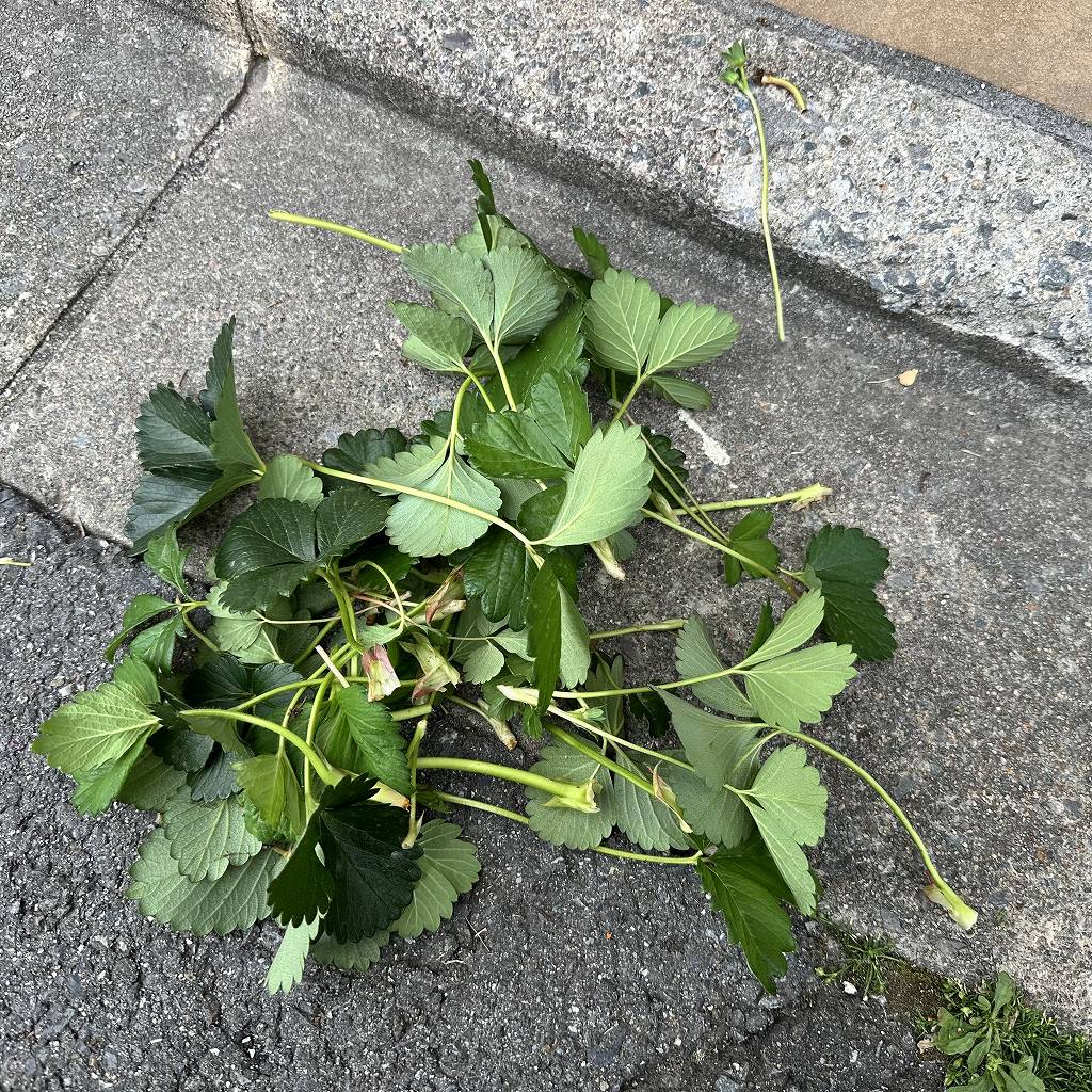 いちごの葉が多すぎる問題。芽かきする→し過ぎた。