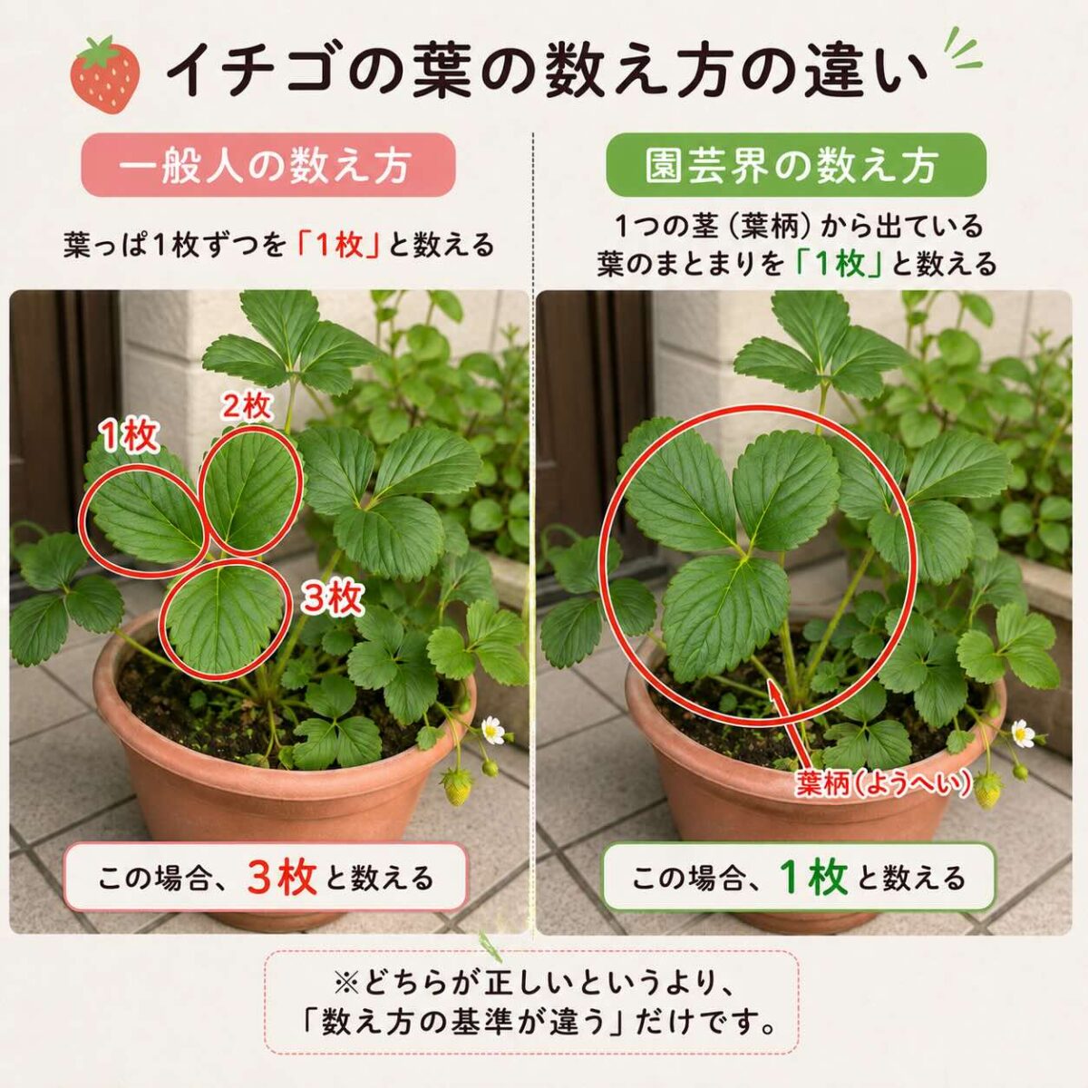 いちごの葉が多すぎる問題。芽かきしていく。