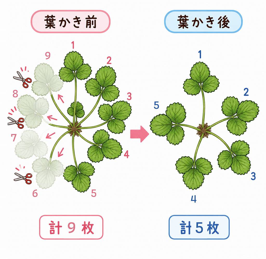 いちごの葉が多すぎる問題。芽かきする→し過ぎた。