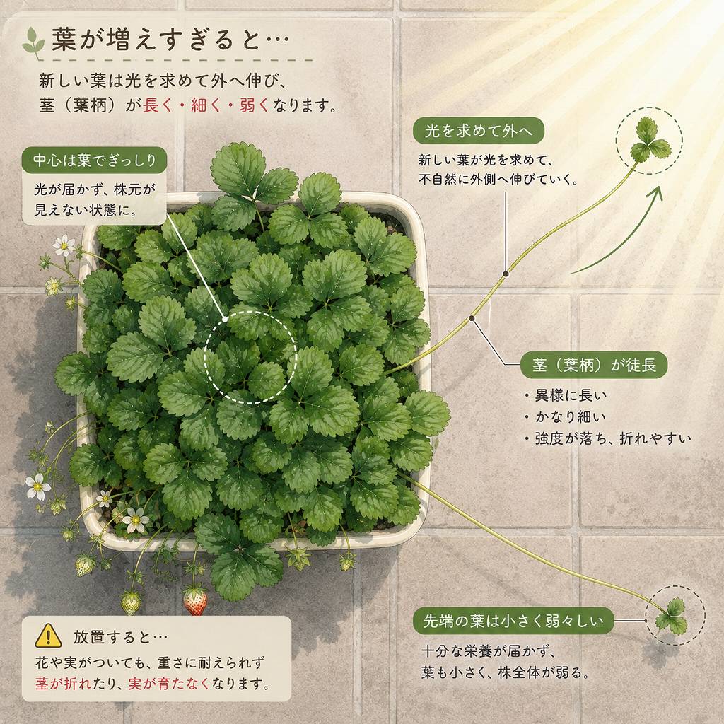 速報！完熟を知らずに終わった、いちご一号の生涯