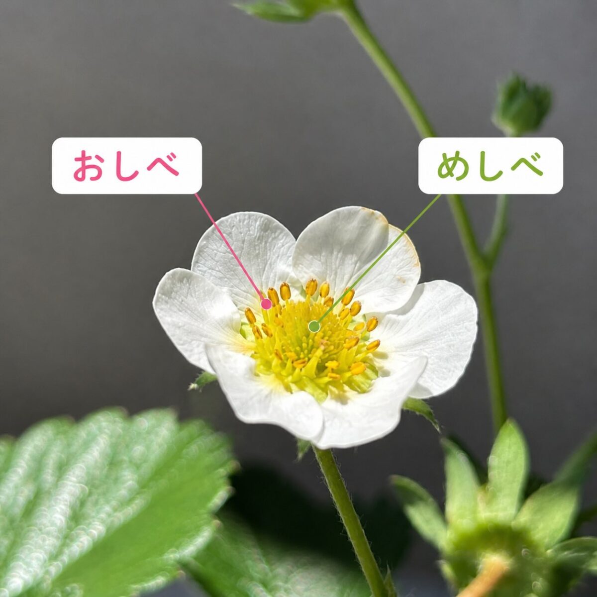 ん、いちごが変態してるのだが？