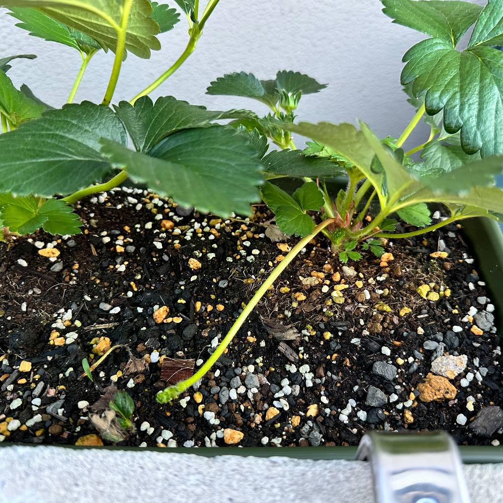 いちごのランナーを切ってみた。