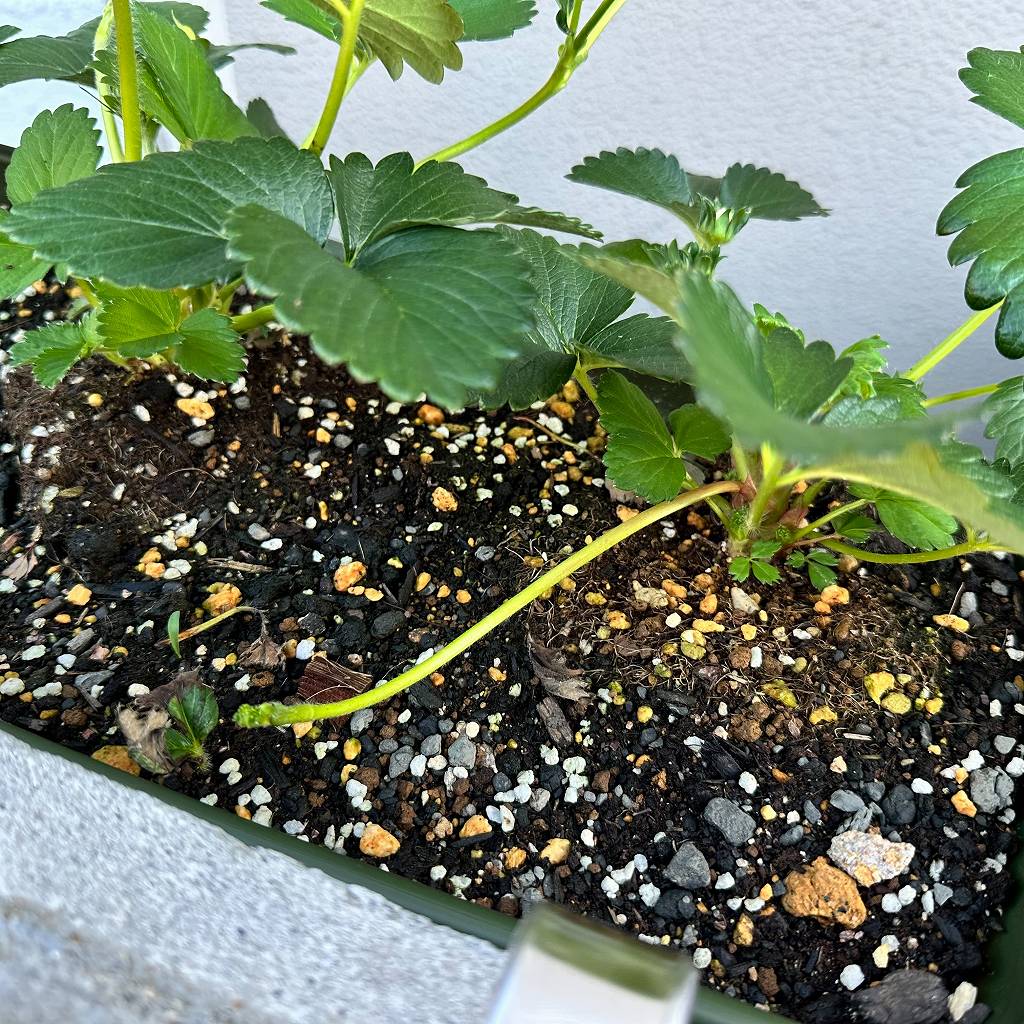 いちごのランナーを切ってみた。