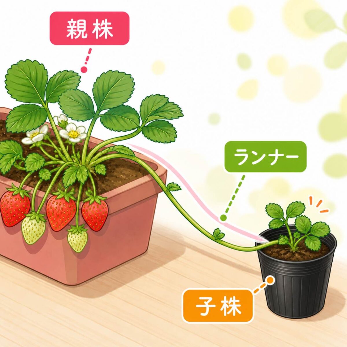 いちごのランナーを切ってみた。