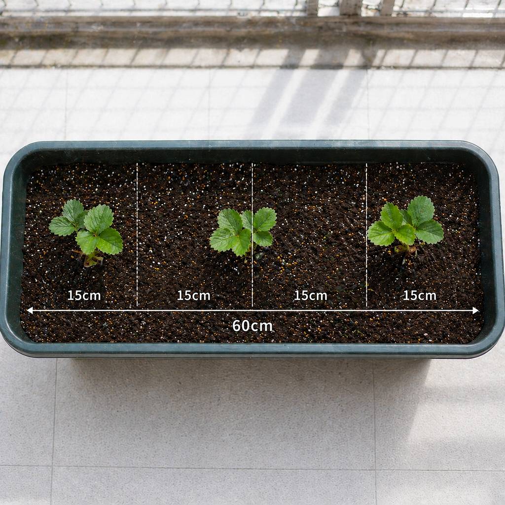 いちごの苗を植替えてみた。