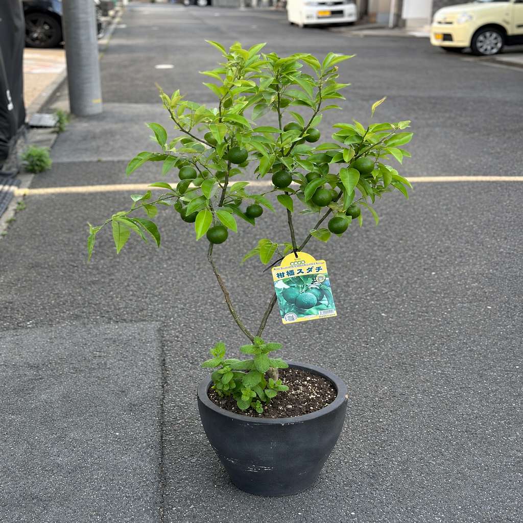 すだちの収穫時期をまとめました。