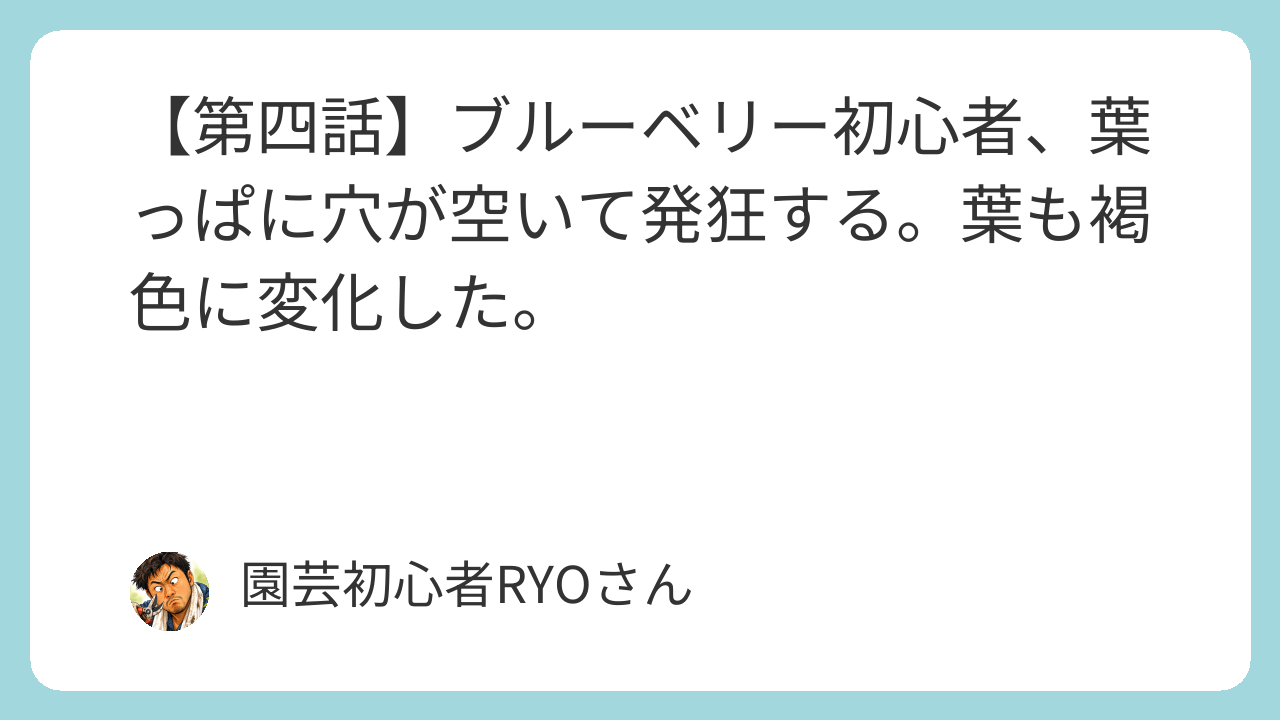 ブルーベリー初心者、葉っぱに穴が空いて発狂する。葉も褐色に変化した。
