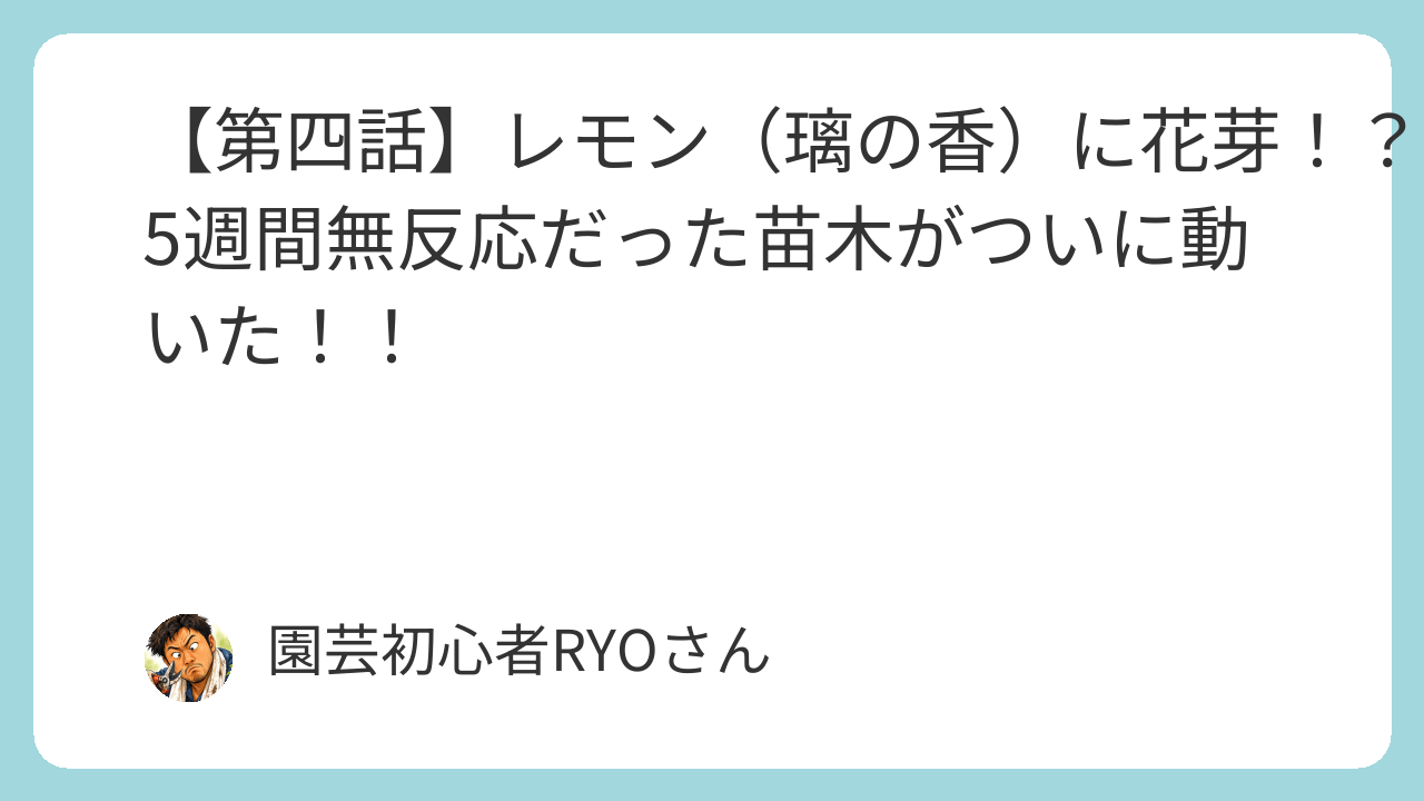 レモンに花芽！？5週間無反応だった苗木がついに動いた！！